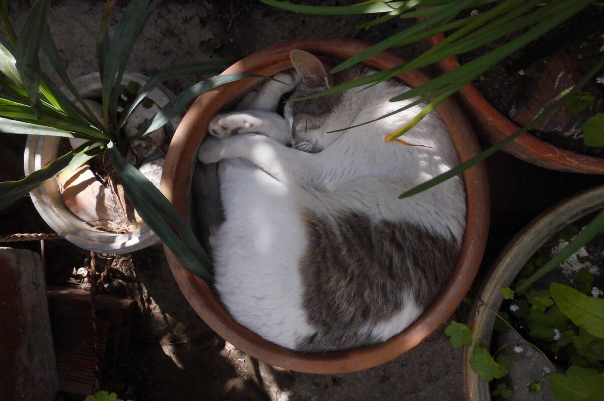 cat-sleeping-in-potted-plant
