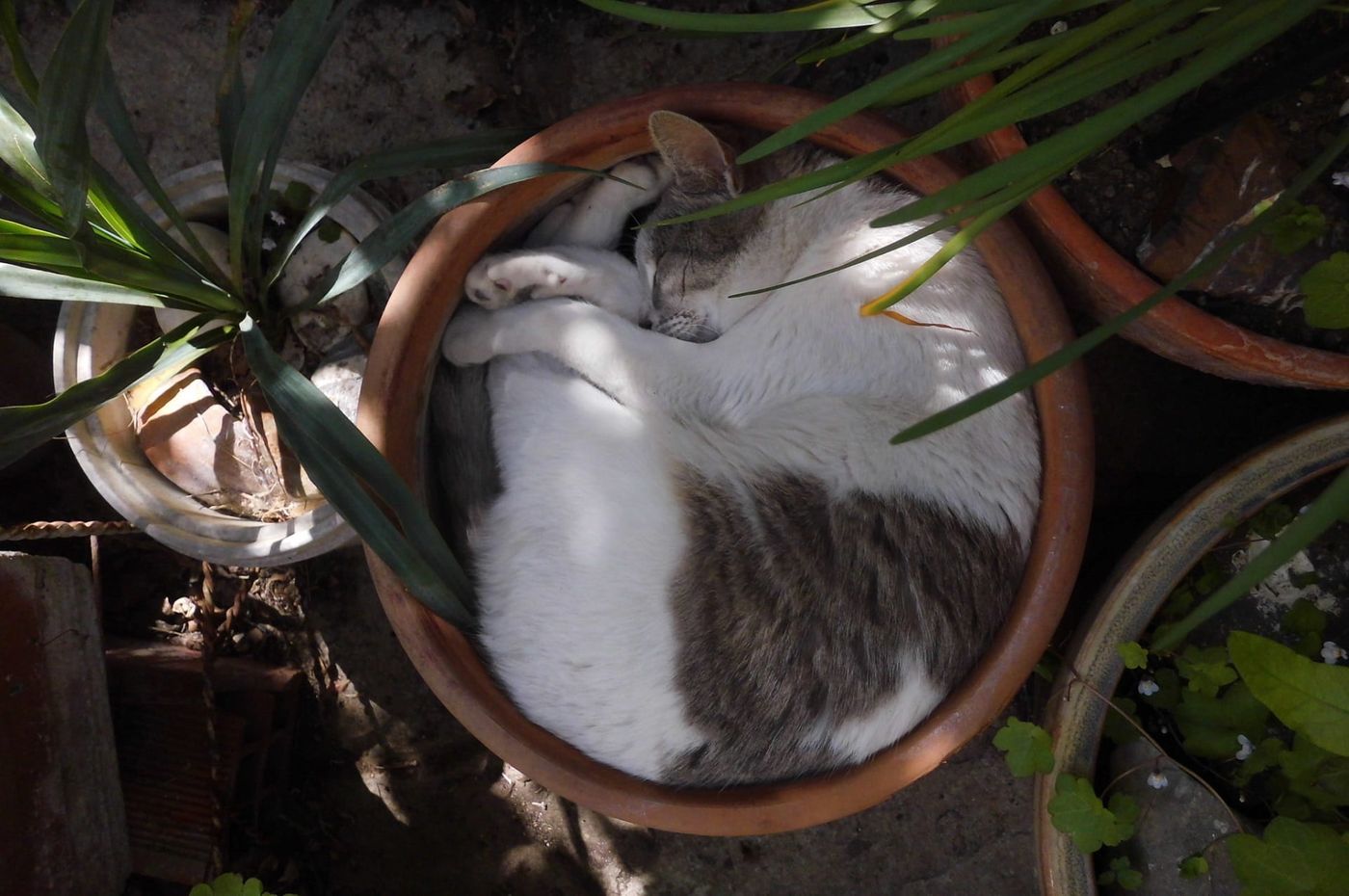 Why Do Cats Sleep in a Ball? (2022) 4 Reasons For CurledUp Kitties I