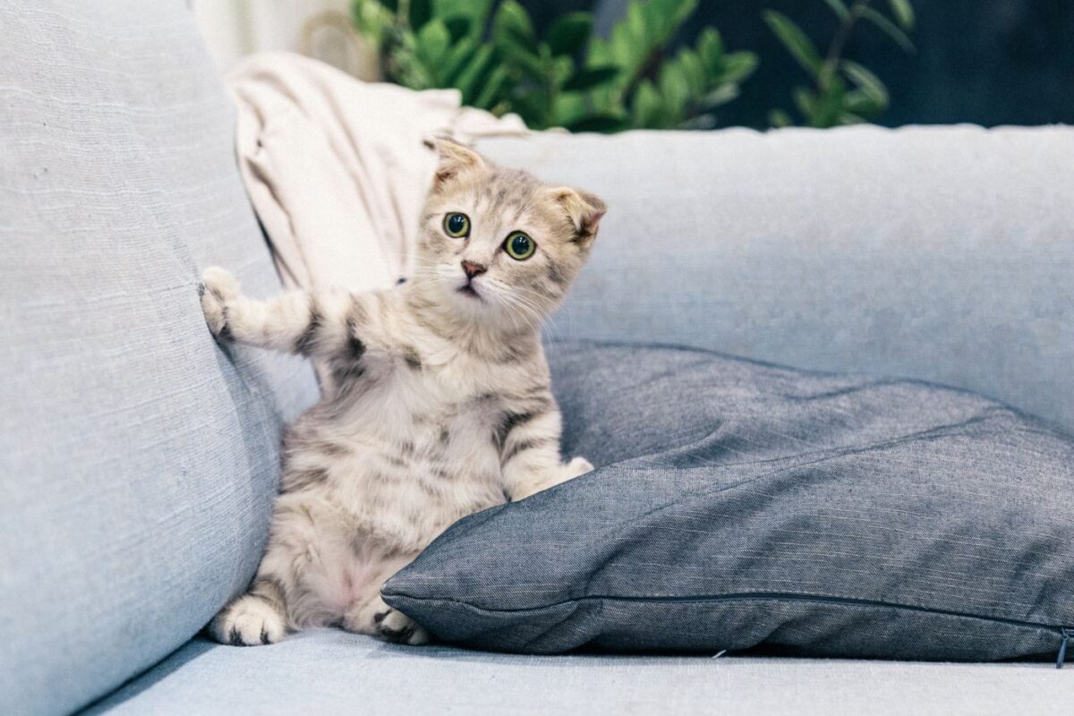 cat-standing-against-pillow-on-couch