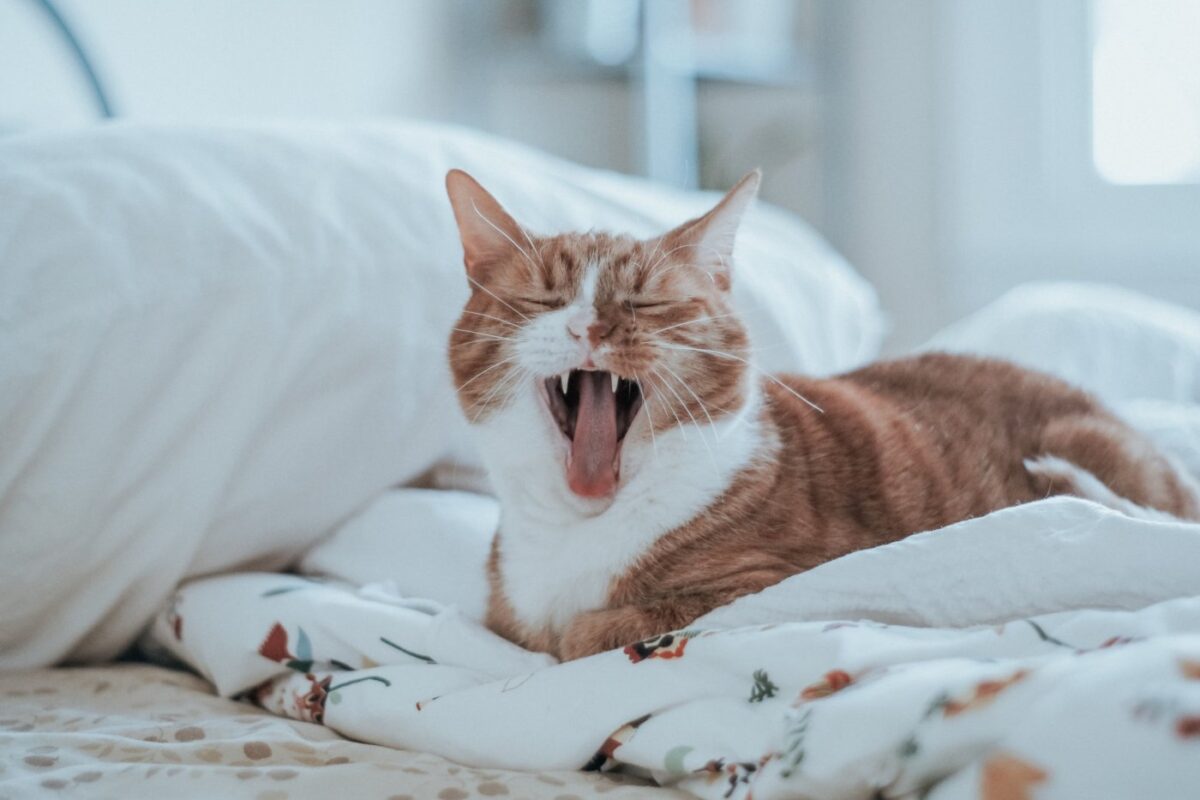 cat-yawning-while-laying-on-bed