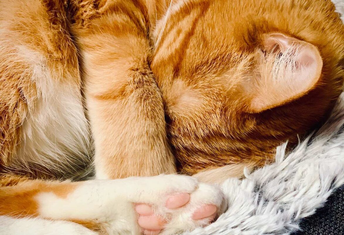 ginger-cat-cleeping-curled-up