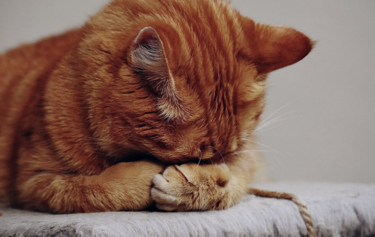 red-cat-sleeping-with-face-in-paws