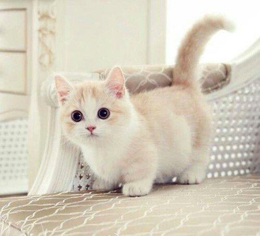 siamese munchkin cat