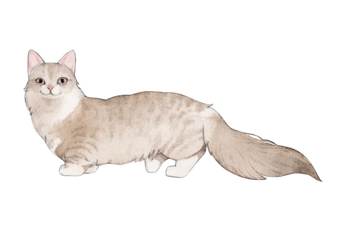 fluffy munchkin cat