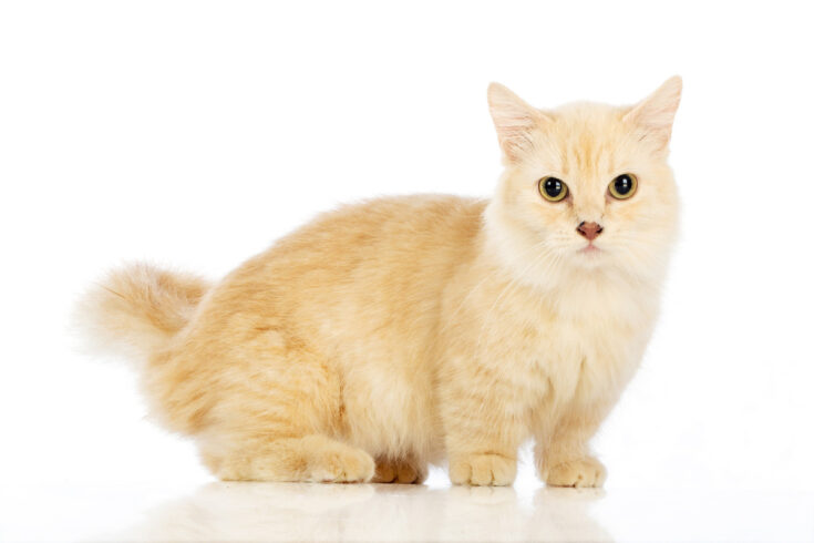Siamese Munchkin Cat (2022) | 7 Things Owners Need to Know I Discerning Cat