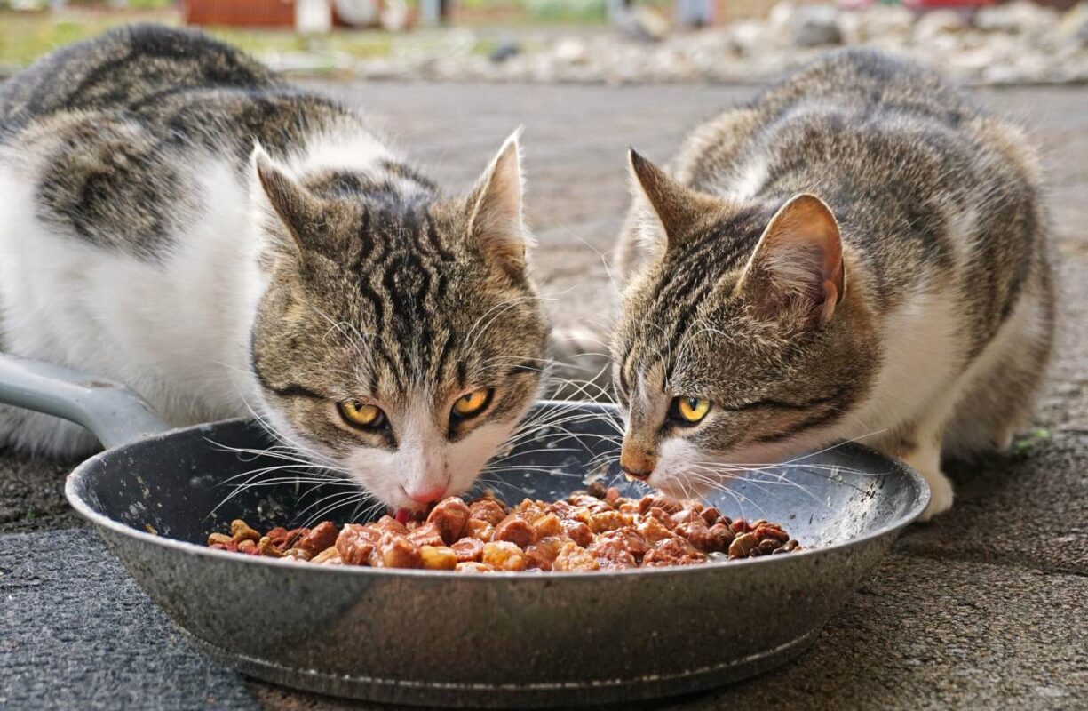 Deux chats mangent le même plat Pourquoi mon chat essaie-t-il d'enterrer sa nourriture ?