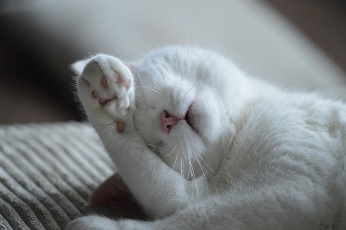 chat-blanc-dormant-couvrant-face Pourquoi les chats couvrent-ils leur visage quand ils dorment ?