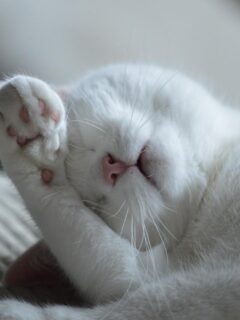 white-cat-sleeping-covering-face Why Do Cats Cover Their Face When They Sleep