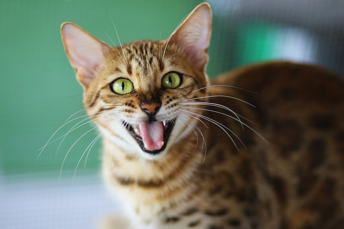 Why Do Cats Meow Back At You? (2022) | 7 Reasons for Chatty Cats 1 why-do-cats-meow-back-at-you