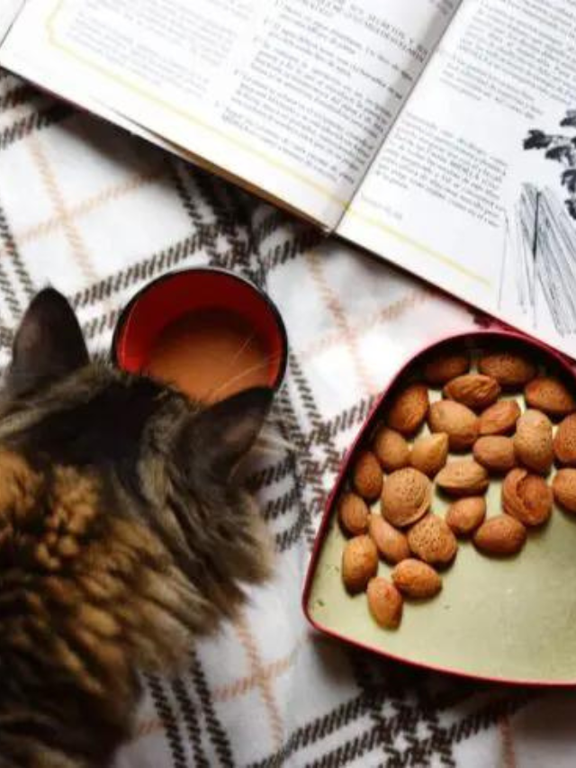 Can Cats Eat Cashews? What You Need to Know Story