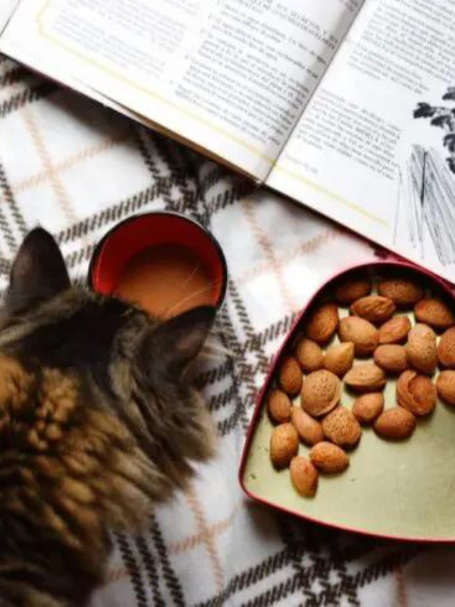 can-cats-eat-cashews-what-you-need-to-know-story-the-discerning-cat