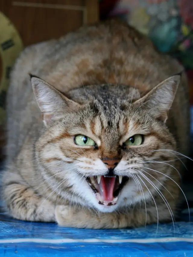 Here Are The Reasons Why Pet Cats Attack Their Owners Story The 