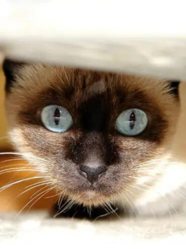 How Good Are Siamese Cats In Hunting Mice Story The Discerning Cat