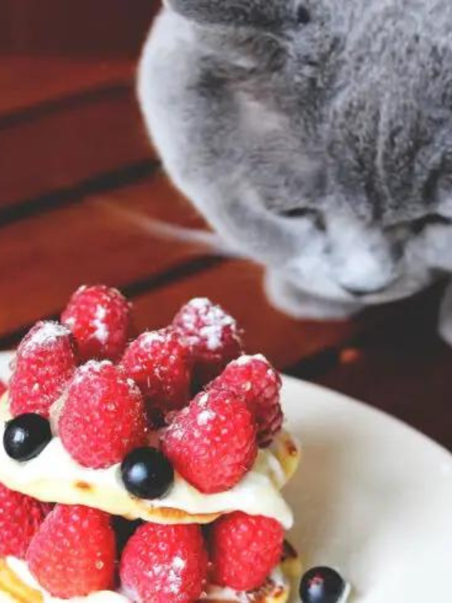 Is it Safe For Your Cat To Eat Raspberries? Story