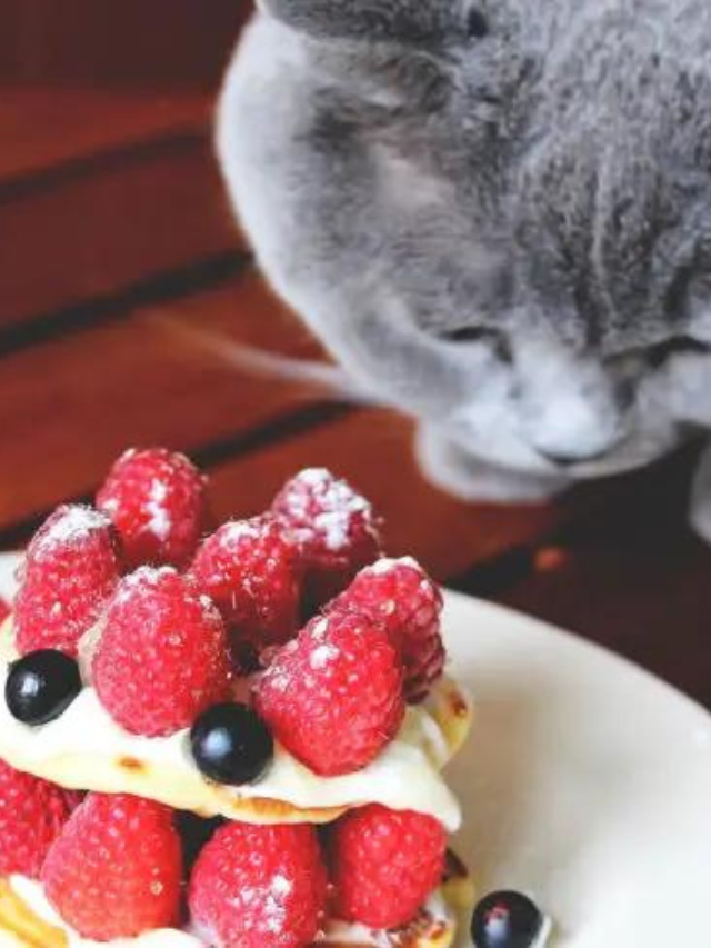 is-it-safe-for-your-cat-to-eat-raspberries-story-the-discerning-cat