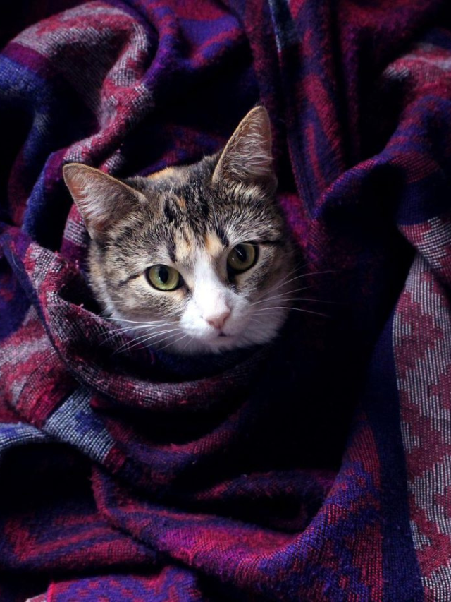 Why Do Cats Knead and Bite Blankets? Story