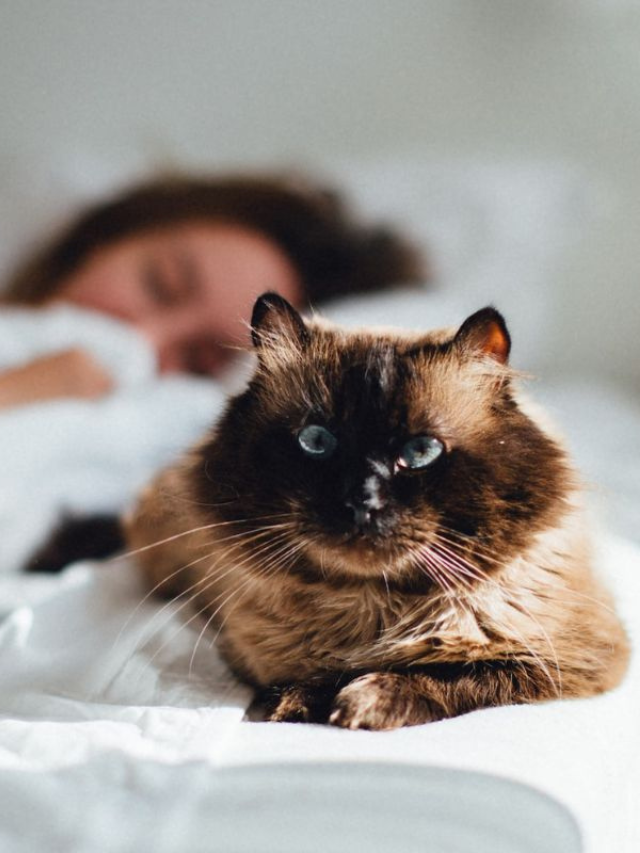 Why Do Cats Sleep Next to Their Owners? Story