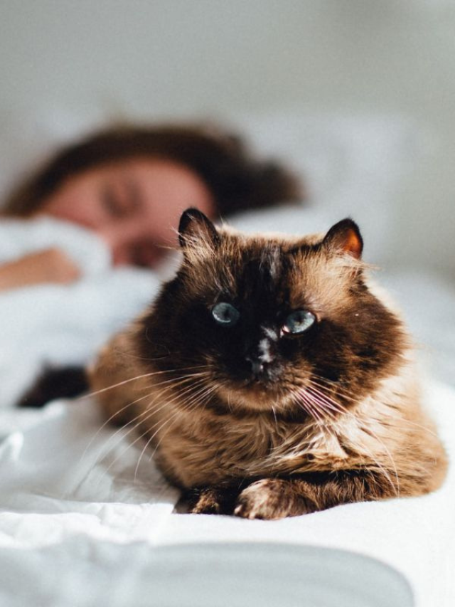 Why Do Cats Sleep Next to Their Owners? Story The Discerning Cat