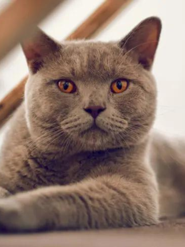 A Guide To British Shorthair Chinchilla Cats Story - The Discerning Cat