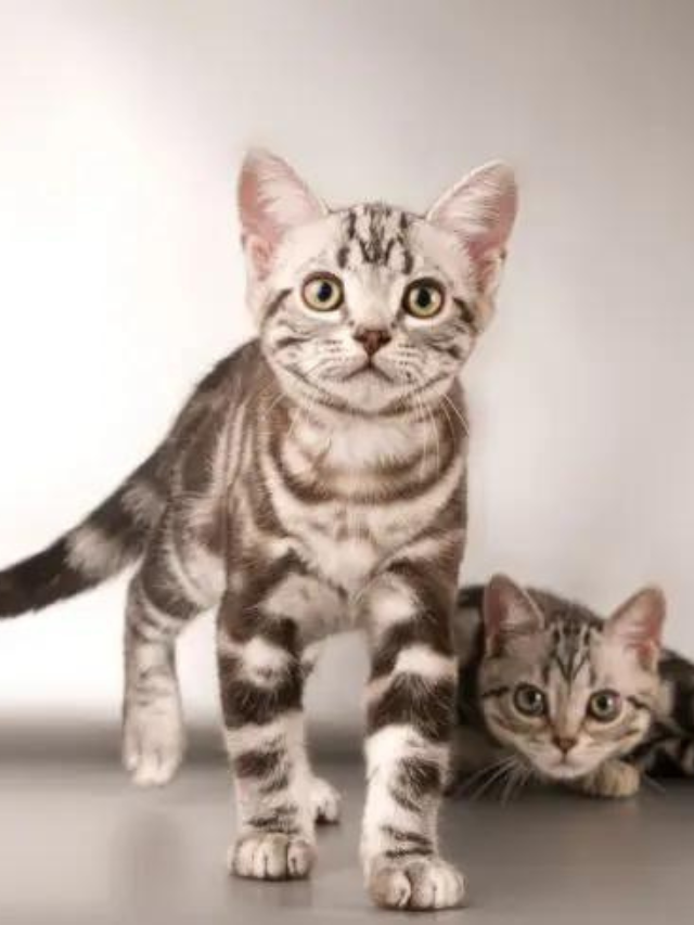 5 Tabby Cat Fur Patterns You Should Know Story - The Discerning Cat