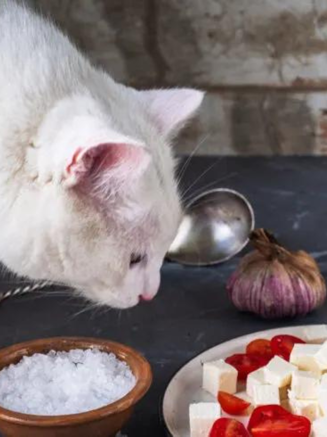 is-cheese-safe-for-cats-story-the-discerning-cat