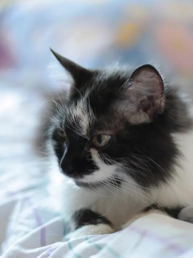 Adorable Names For Your Male Furry Feline Friends Story - The