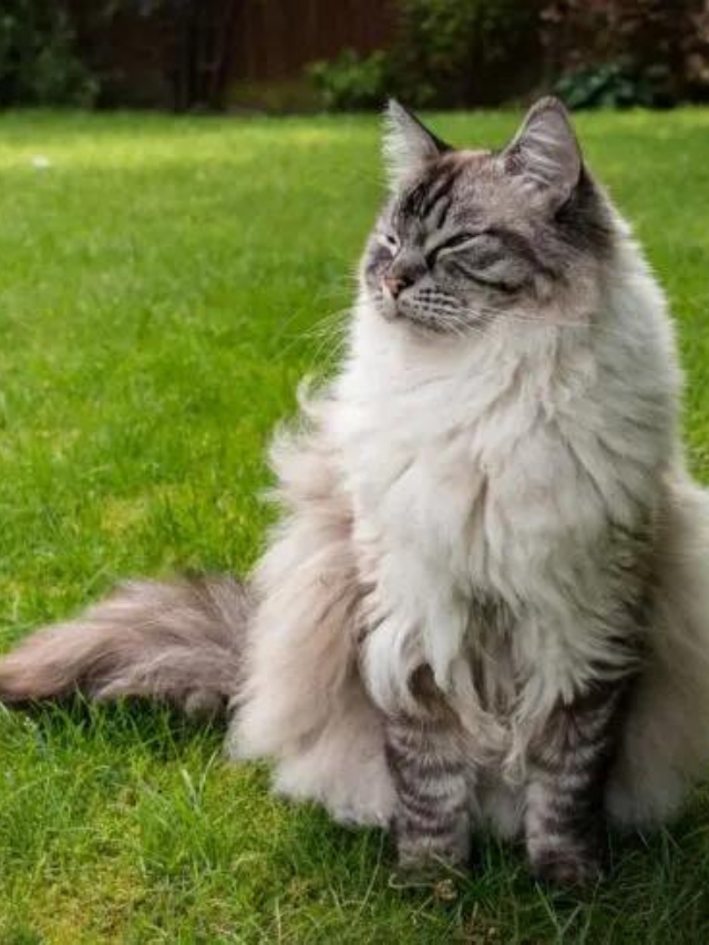 Are Ragdoll Cats Hypoallergenic? What You Need To Know Story The