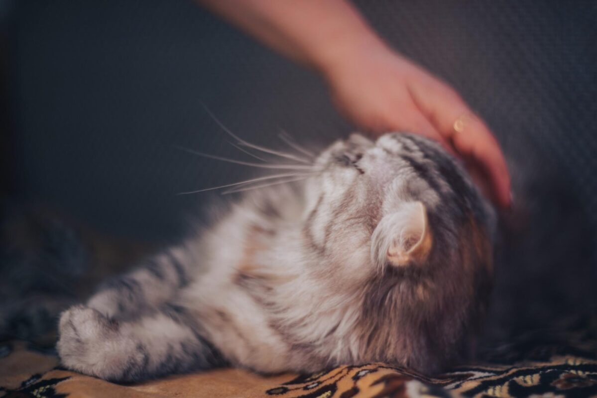 Why Do Cats Wag Their Tails While Lying Down? (2022) 6 Reasons 4 affectionate-cat-being-petted