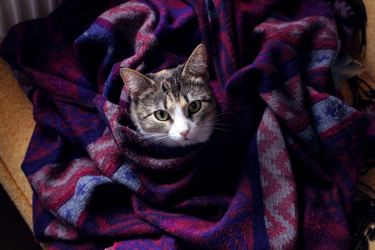 cat-blanket-purple
