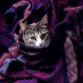 cat-blanket-purple
