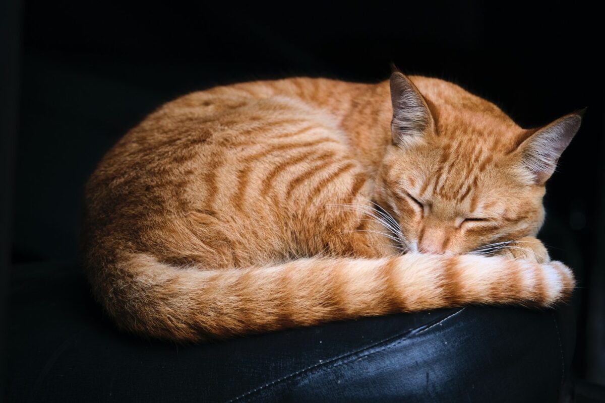 chat-curled-up-sleeping est-il normal qu'un chat dorme toute la journée ?