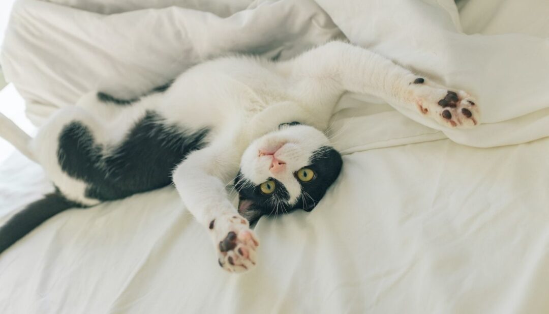 Why Do Cats Sleep Next to Their Owners? (2022) 7 Reasons I Discerning Cat
