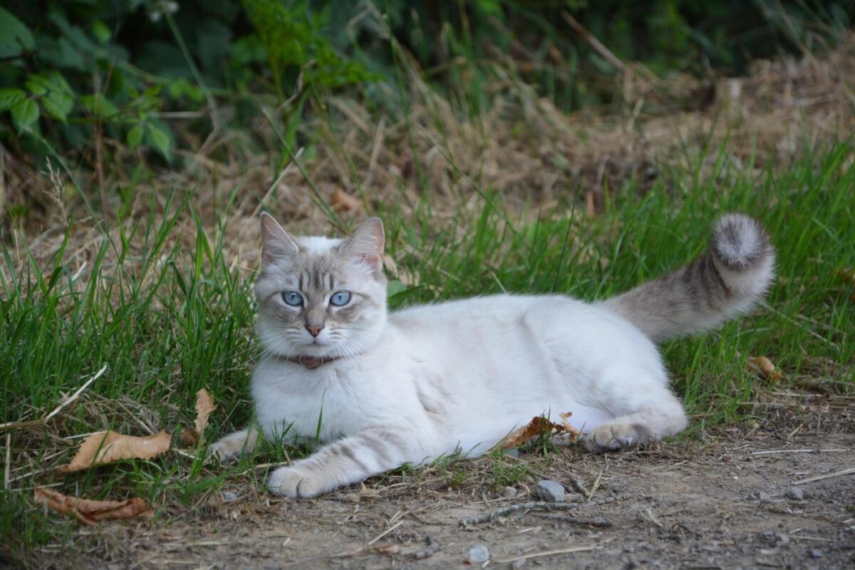 Why Do Cats Wag Their Tails While Lying Down? (2022) 6 Reasons 5 white cat why do cats wag their tails while lying down