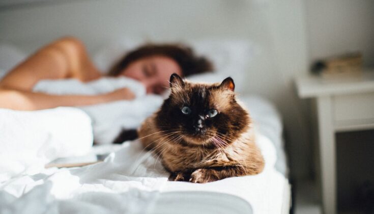 cat sleeping next to owner