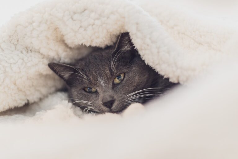 Why Do Cats Knead and Bite Blankets? (2022) 5 Reasons I Discerning Cat