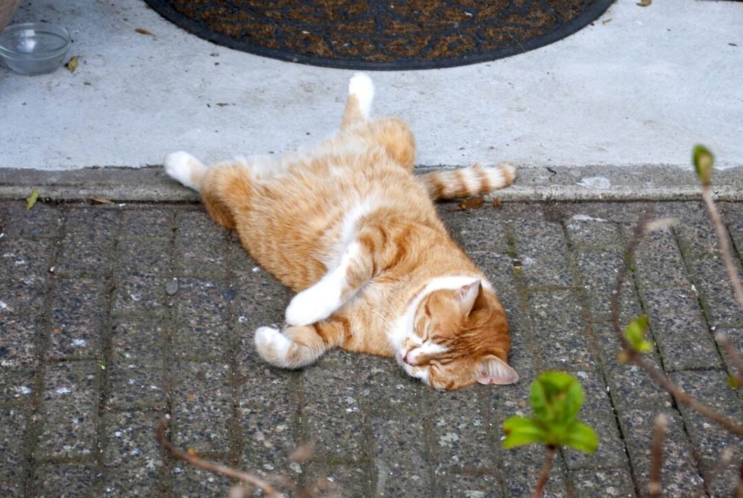 Why Do Cats Lay on Their Backs? (2023) 7 Reasons I Discerning Cat