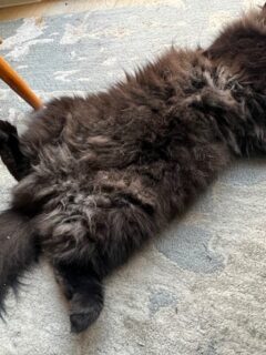 black siberian cat lying on its back