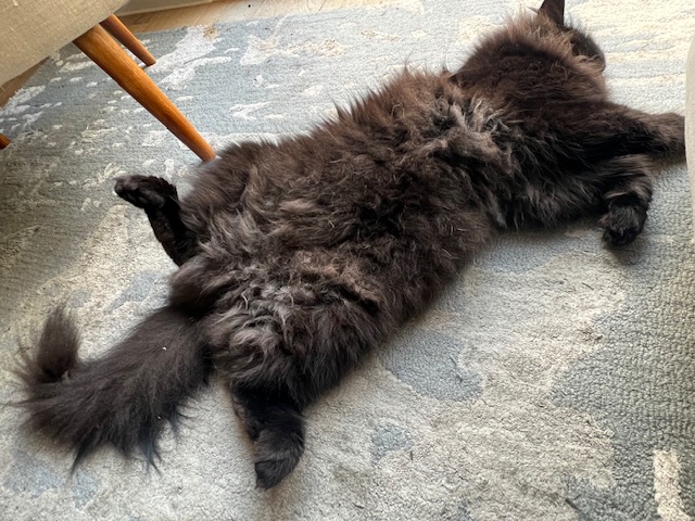 black siberian cat lying on its back