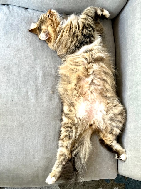 Why Do Cats Lay on Their Backs? (2022) 7 Reasons 4 tabby siberian cat lying on its back on a couch