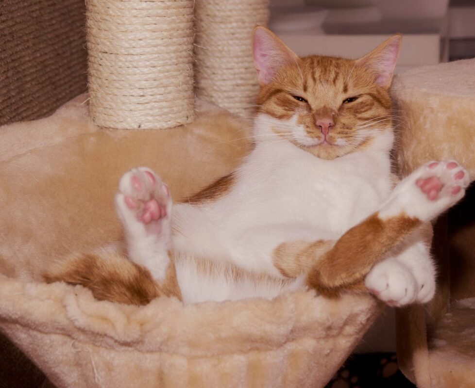 Why Do Cats Lay on Their Backs? (2022) 7 Reasons 7 ginger cat in hammock