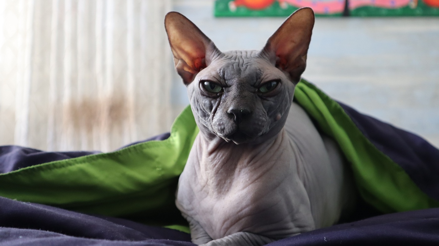 persian hairless cat blanket