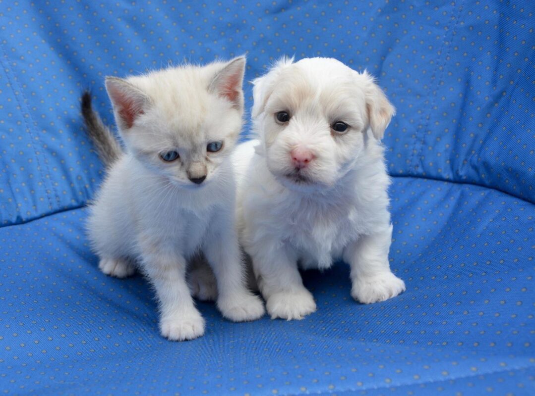 puppy-kitten