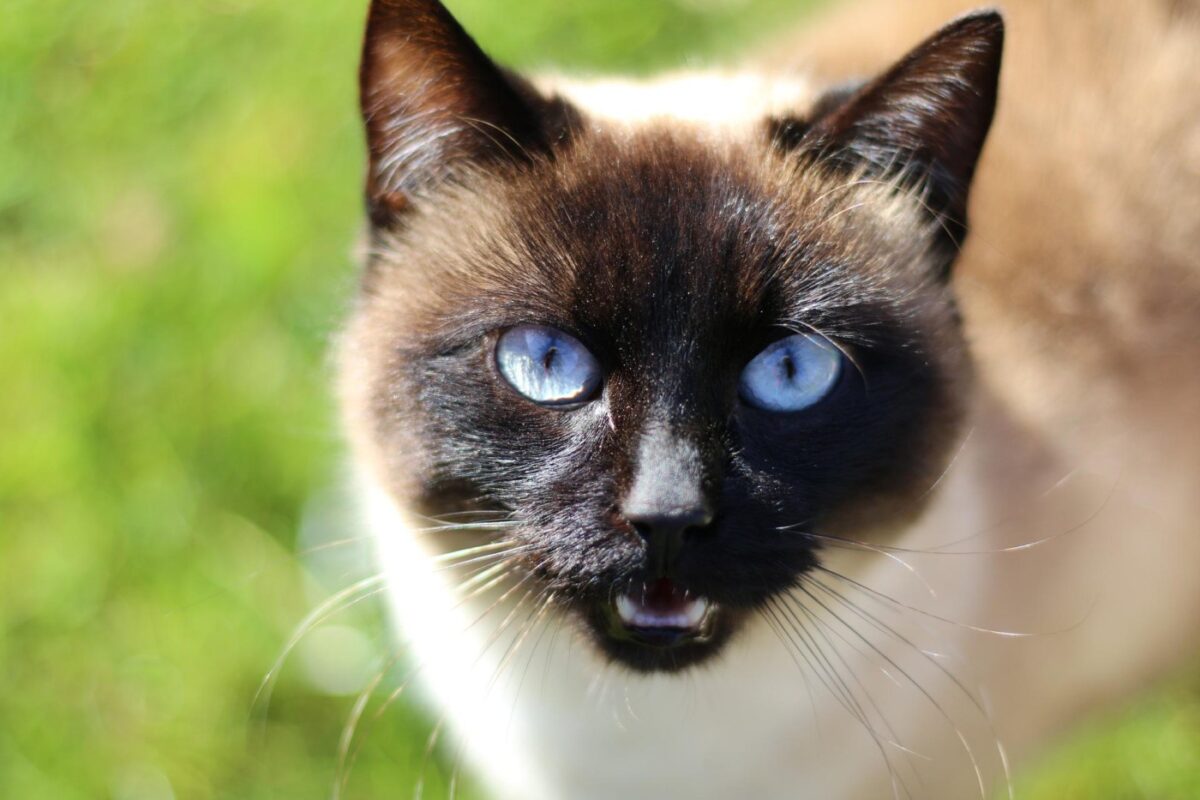 siamese-eyes male vs female siamese cats