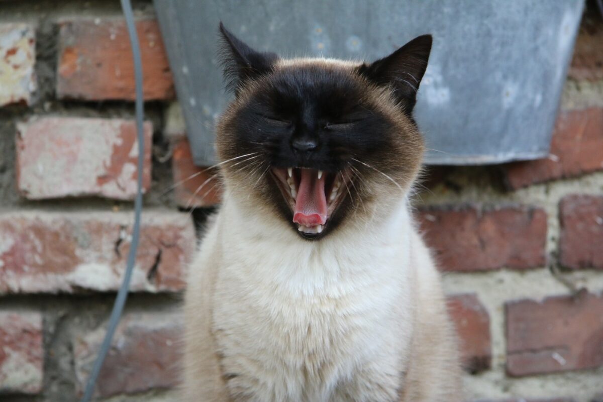 siamese-yawn