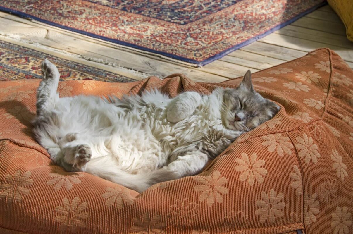 sleeping-cat-pillow