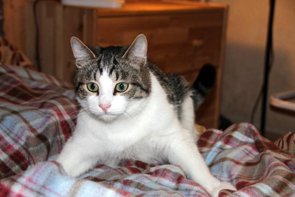 Why Do Cats Knead and Bite Blankets? (2022) 5 Reasons 7 surprised-cat