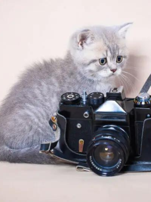 The Best Cat Collar Cameras To Suit Their Adventurous Lifestyle Story