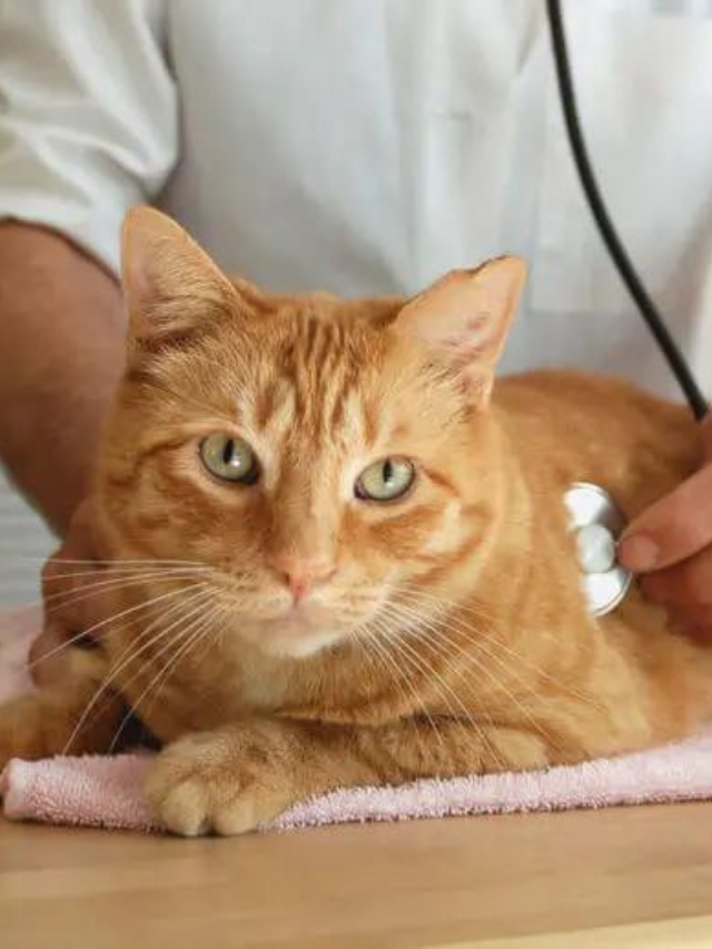 Your Cold Sore Could Be Harming Your Cat - shlwqgg