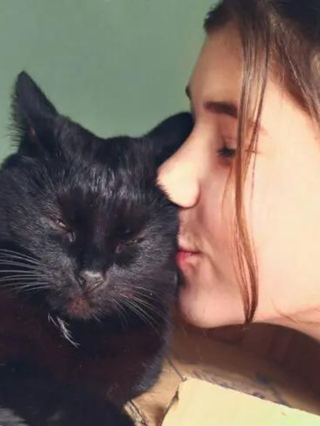 How To Make Your Cat Feel Comfortable Story The Discerning Cat