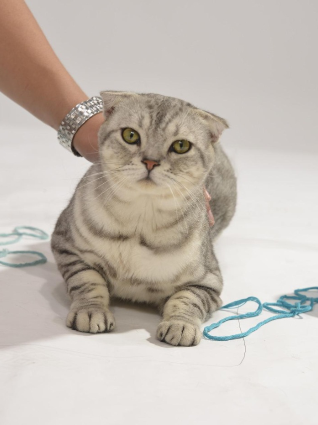 Why Do Cats Like String? Story The Discerning Cat